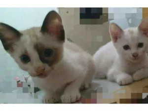 Gato raça Vira lata idade 2 a 6 meses nome Gatinhas