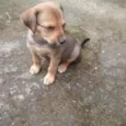 6 IRMÃOZINHOS
