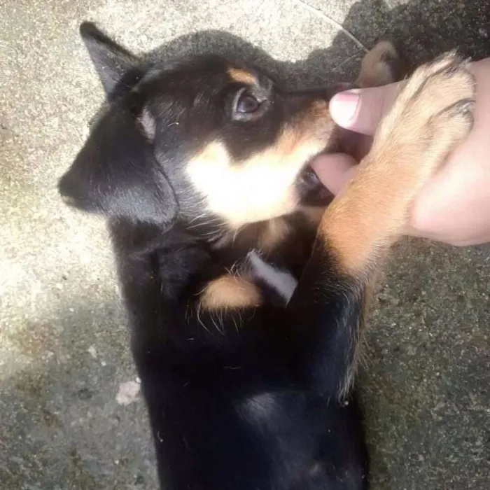 Cachorro raça SRD idade 2 a 6 meses nome 6 IRMÃOZINHOS