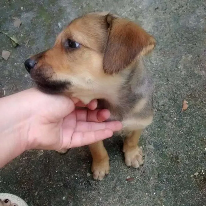 Cachorro raça SRD idade 2 a 6 meses nome 6 IRMÃOZINHOS