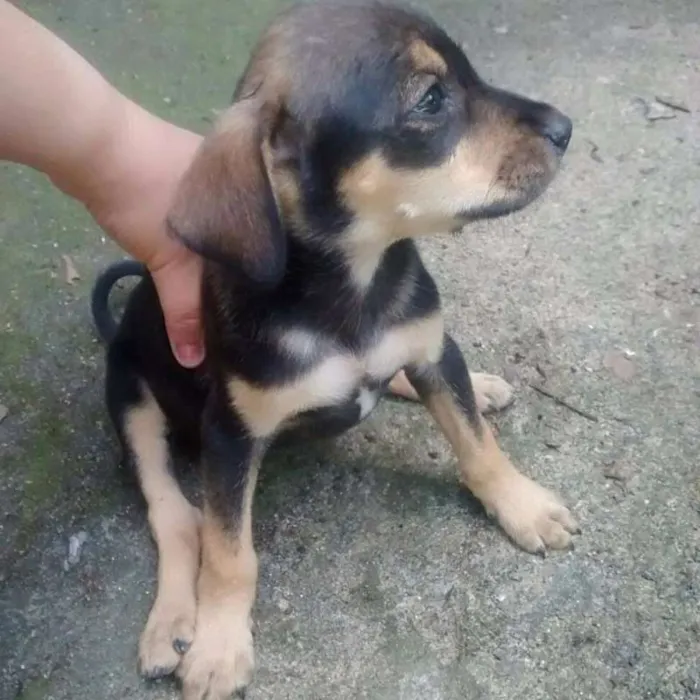 Cachorro raça SRD idade 2 a 6 meses nome 6 IRMÃOZINHOS