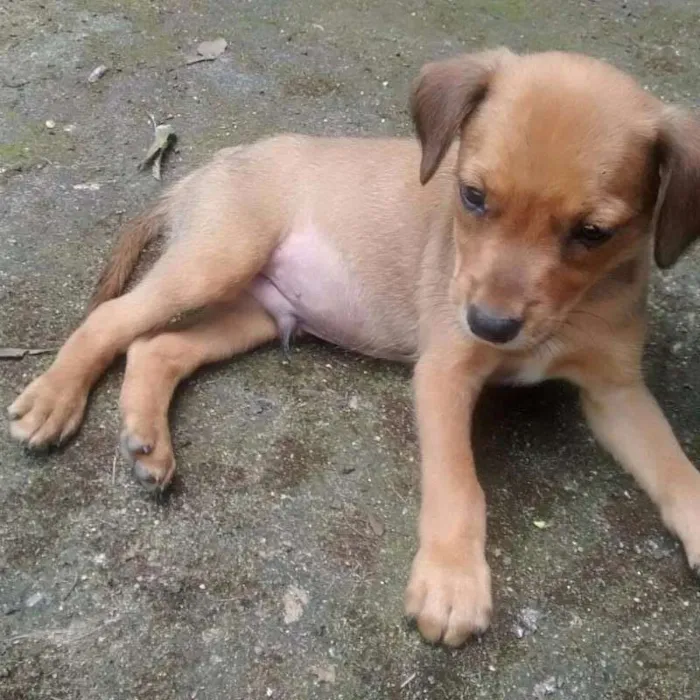 Cachorro raça SRD idade 2 a 6 meses nome 6 IRMÃOZINHOS