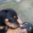 6 IRMÃOZINHOS