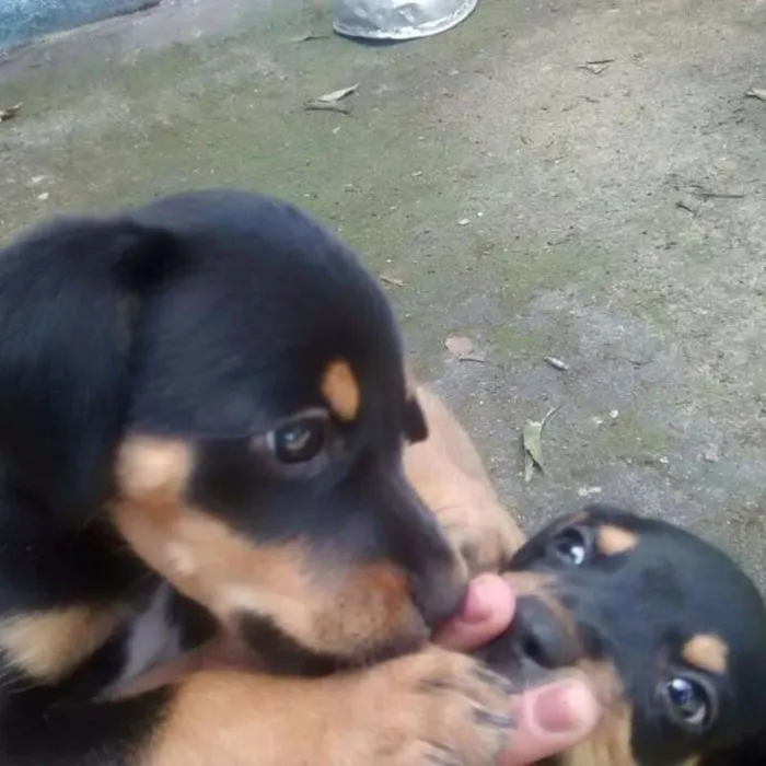 Cachorro raça SRD idade 2 a 6 meses nome 6 IRMÃOZINHOS