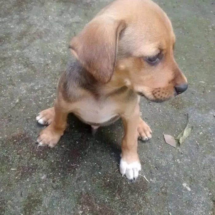 Cachorro raça SRD idade 2 a 6 meses nome 6 IRMÃOZINHOS