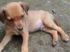 Cachorro raça SRD idade 2 a 6 meses nome 6 IRMÃOZINHOS