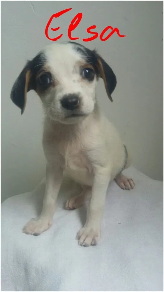 Cachorro ra a SRD idade Abaixo de 2 meses nome Filhotes 
