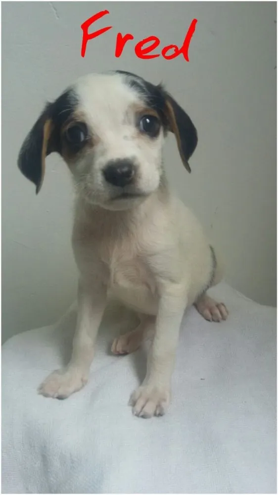 Cachorro ra a SRD idade Abaixo de 2 meses nome Filhotes 