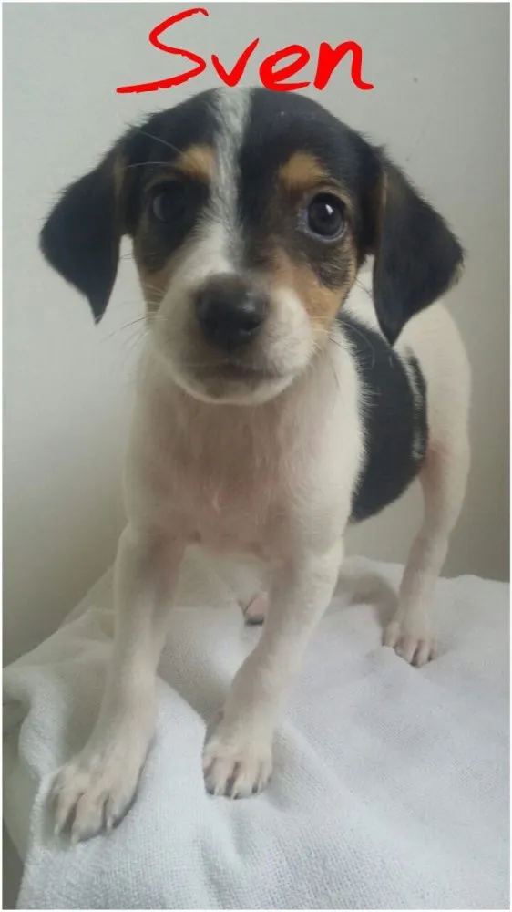 Cachorro ra a SRD idade Abaixo de 2 meses nome Filhotes 