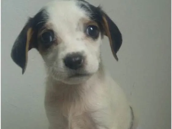 Cachorro ra a SRD idade Abaixo de 2 meses nome Filhotes 