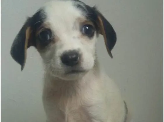Cachorro ra a SRD idade Abaixo de 2 meses nome Filhotes 