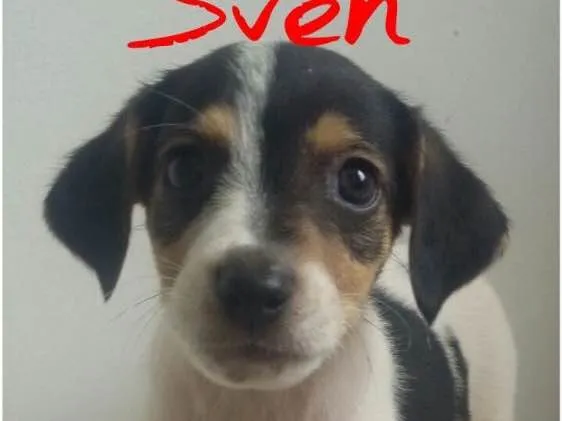 Cachorro ra a SRD idade Abaixo de 2 meses nome Filhotes 