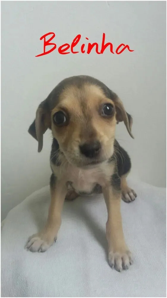 Cachorro ra a SRD idade Abaixo de 2 meses nome Filhotes 