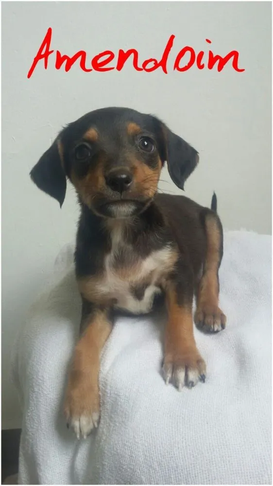 Cachorro ra a SRD idade Abaixo de 2 meses nome Filhotes 