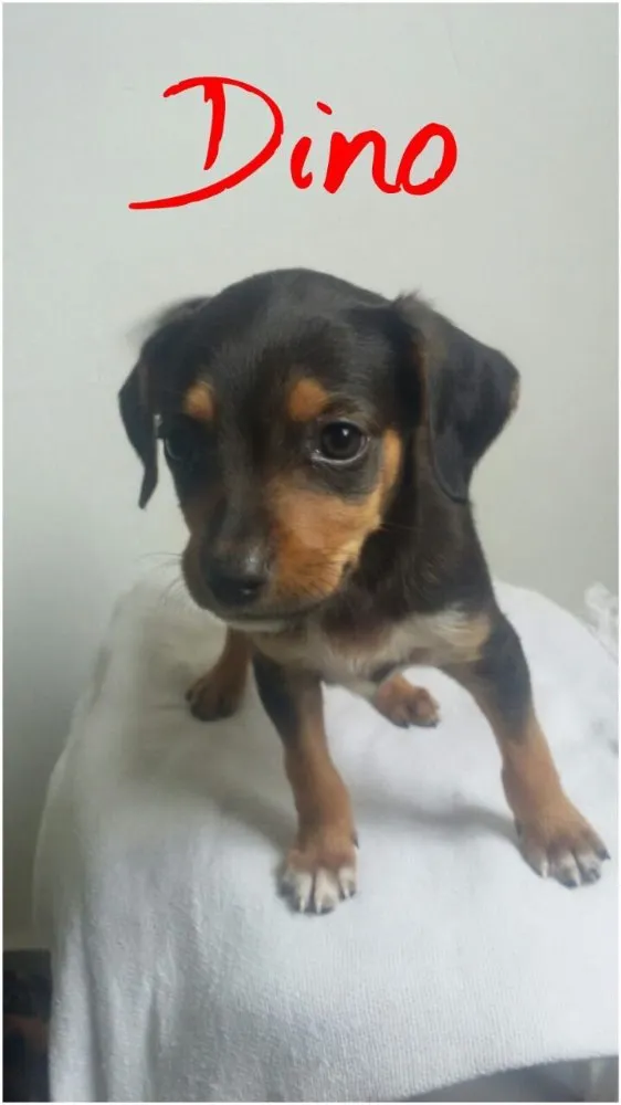 Cachorro ra a SRD idade Abaixo de 2 meses nome Filhotes 