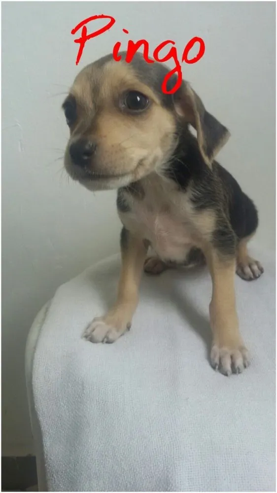 Cachorro ra a SRD idade Abaixo de 2 meses nome Filhotes 