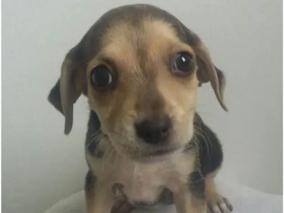 Cachorro ra a SRD idade Abaixo de 2 meses nome Filhotes 