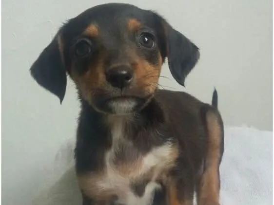 Cachorro ra a SRD idade Abaixo de 2 meses nome Filhotes 