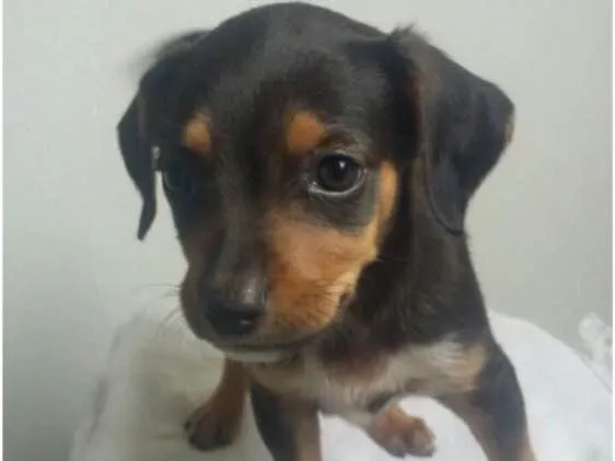 Cachorro ra a SRD idade Abaixo de 2 meses nome Filhotes 