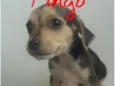 Filhotes 