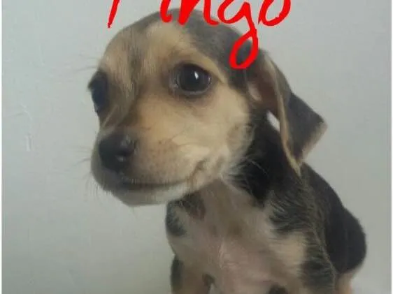 Cachorro ra a SRD idade Abaixo de 2 meses nome Filhotes 