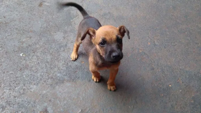 Cachorro ra a  idade 2 a 6 meses nome Bicão