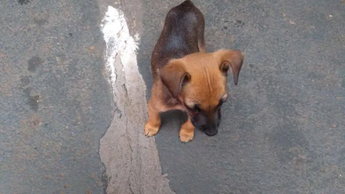Cachorro ra a  idade 2 a 6 meses nome Bicão