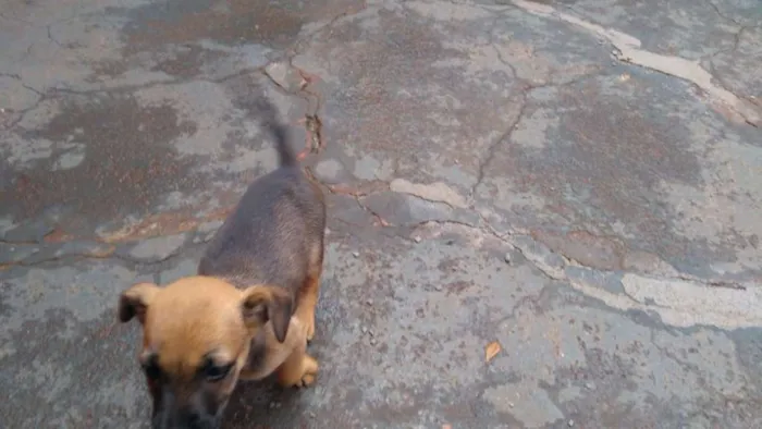 Cachorro ra a  idade 2 a 6 meses nome Bicão