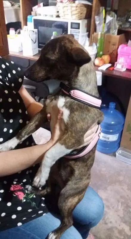 Cachorro ra a Linguiça e vira lata idade 2 a 6 meses nome Sara Jane