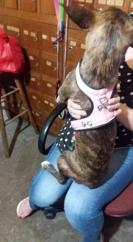 Cachorro ra a Linguiça e vira lata idade 2 a 6 meses nome Sara Jane