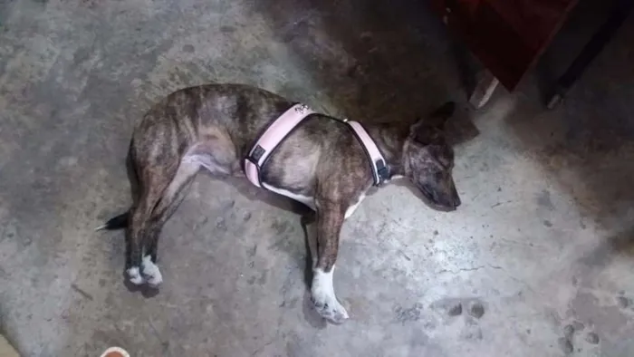 Cachorro ra a Linguiça e vira lata idade 2 a 6 meses nome Sara Jane