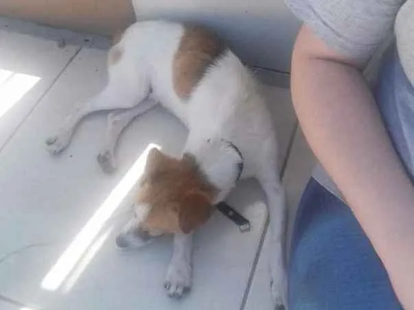 Cachorro ra a Mestiça  idade 7 a 11 meses nome Jorge