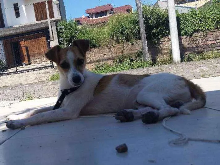 Cachorro ra a Mestiça  idade 7 a 11 meses nome Jorge