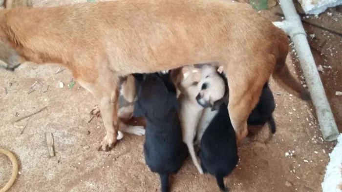 Cachorro raça Vira Lata idade 7 a 11 meses nome ADOTE