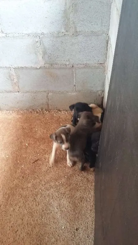 Cachorro raça Vira Lata idade 7 a 11 meses nome ADOTE