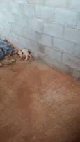 ADOTE