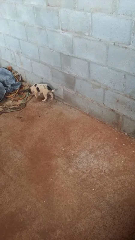 Cachorro raça Vira Lata idade 7 a 11 meses nome ADOTE