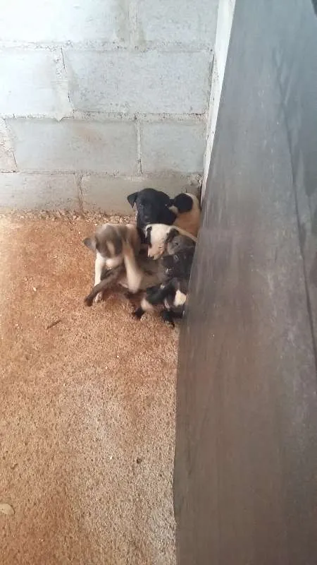 Cachorro raça Vira Lata idade 7 a 11 meses nome ADOTE