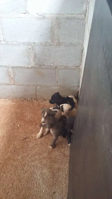 Cachorro raça Vira Lata idade 7 a 11 meses nome ADOTE