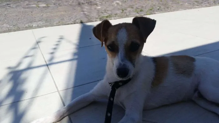 Cachorro ra a Mestiça  idade 7 a 11 meses nome Jorge