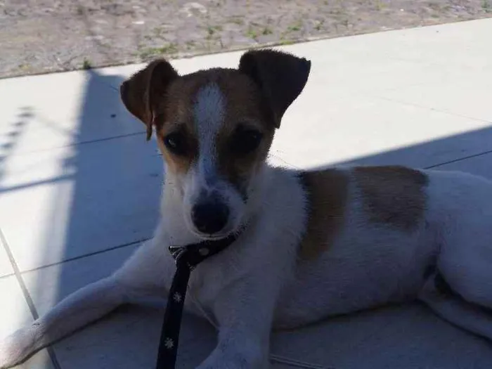 Cachorro ra a Mestiça  idade 7 a 11 meses nome Jorge