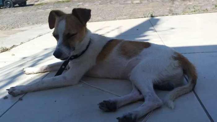 Cachorro ra a Mestiça  idade 7 a 11 meses nome Jorge