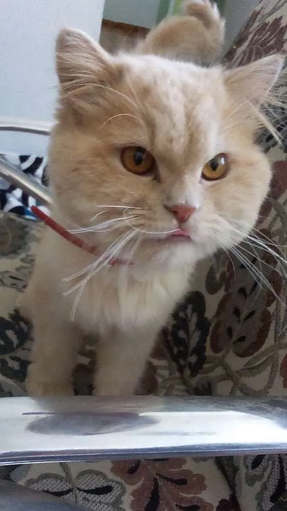 Gato ra a Persa idade 2 a 6 meses nome Tigrão