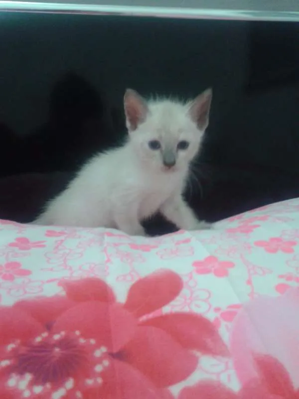 Gato raça MESTIÇOS idade Abaixo de 2 meses nome Sem nomes