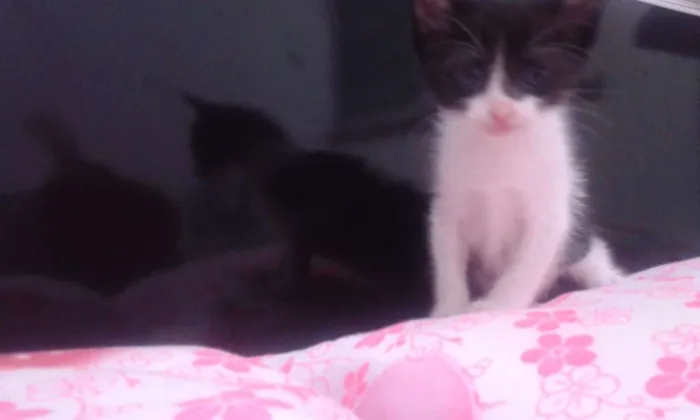 Gato raça MESTIÇOS idade Abaixo de 2 meses nome Sem nomes