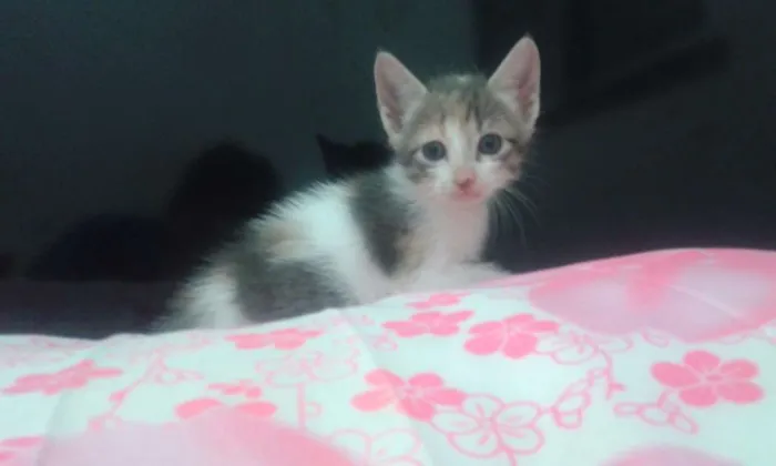 Gato raça MESTIÇOS idade Abaixo de 2 meses nome Sem nomes