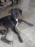 Gorila