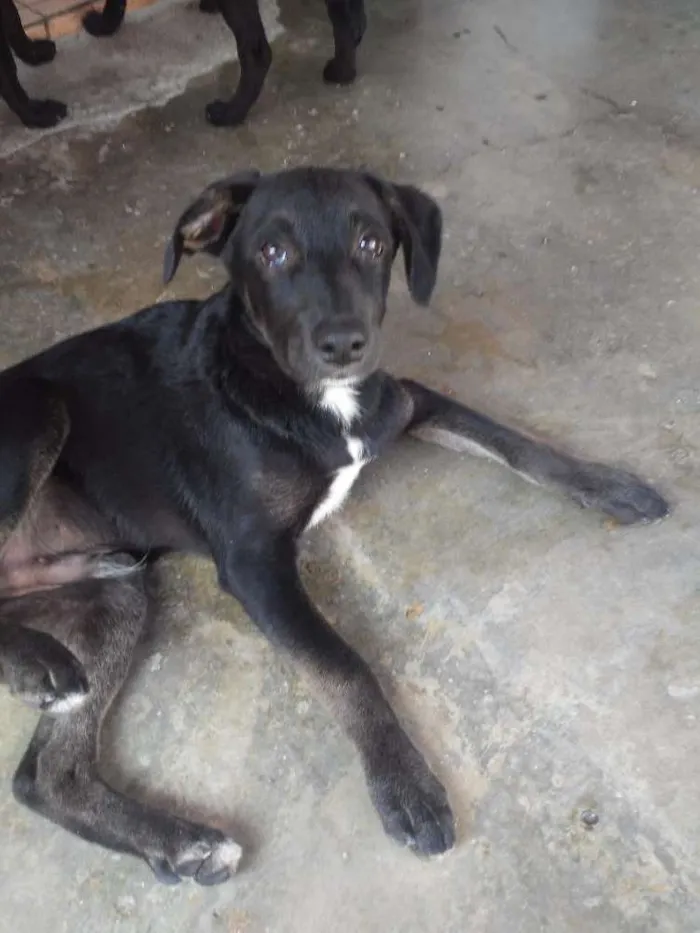 Cachorro ra a Vira lata idade 2 a 6 meses nome Gorila