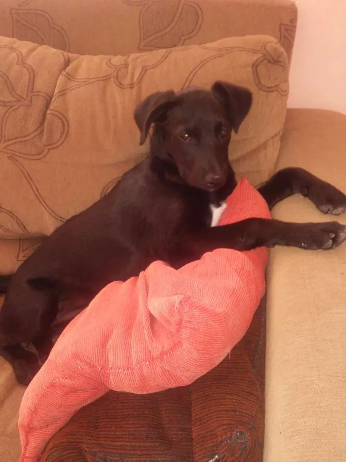 Cachorro ra a Vira lata  idade 2 a 6 meses nome Meg