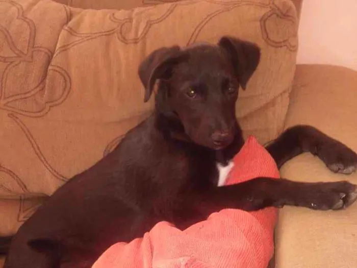 Cachorro ra a Vira lata  idade 2 a 6 meses nome Meg
